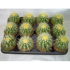 ECHINOC GRUSONII