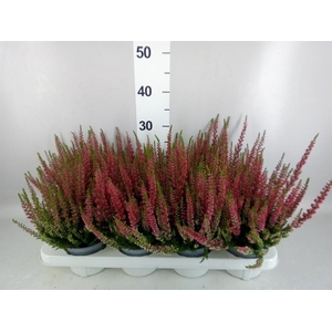 Calluna vulg. 'Beauty L Steffi'