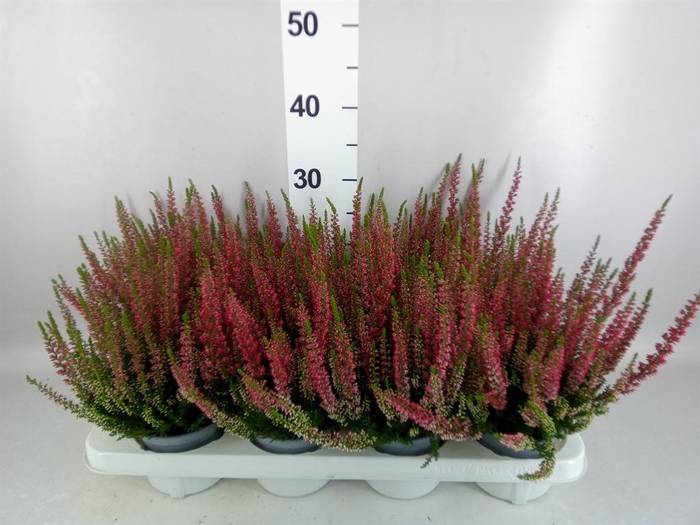 Calluna vulg. 'Beauty L Steffi'