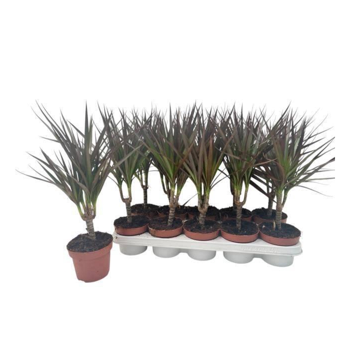 <h4>DRA MARG MAGENTA</h4>