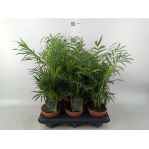 Chamaedorea elegans
