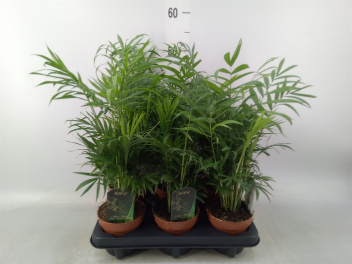 <h4>Chamaedorea elegans</h4>