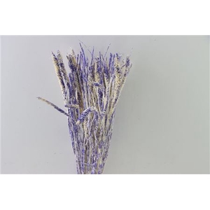 Dried Artz Setaria Matisse Bunch