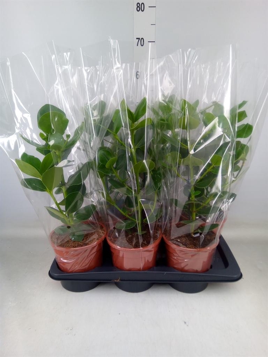 <h4>Clusia rosea 'Princess'</h4>