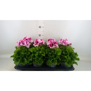 Pelargonium gran.   ..