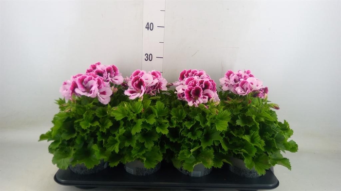 <h4>Pelargonium gran. ..</h4>