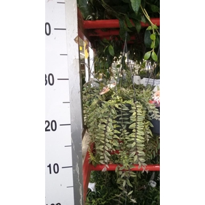 Aeschynanthus  'Bolero Bicolore'