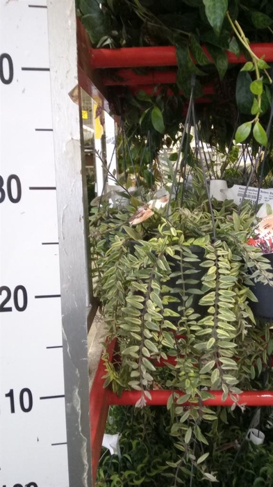 <h4>Aeschynanthus  'Bolero Bicolore'</h4>