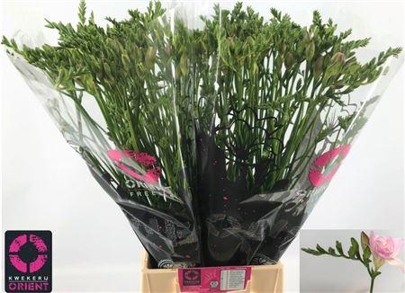 <h4>Fr Du Honeymoon</h4>