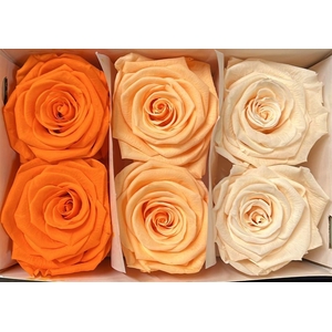 Ro Pres Classic Mix Orange