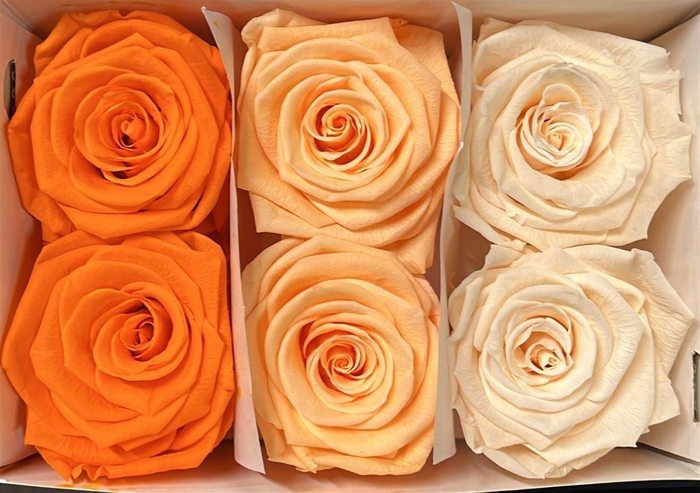 Ro Pres Classic Mix Orange