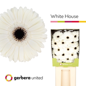 Gerbera White House Diamond