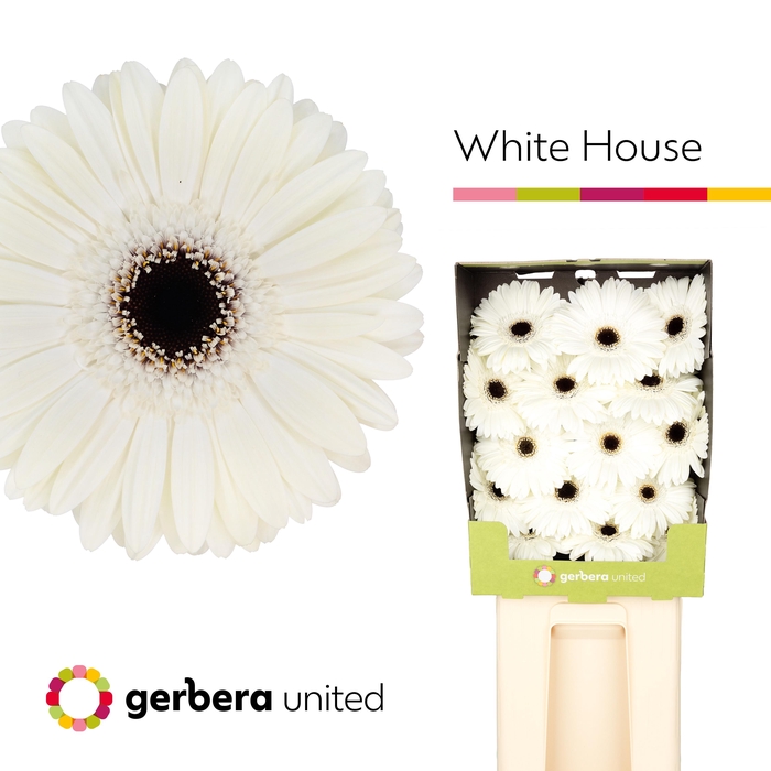 <h4>Ge Gr White House</h4>
