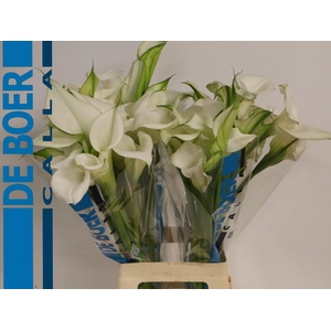 Calla Pure Art | Dubbelbloemig