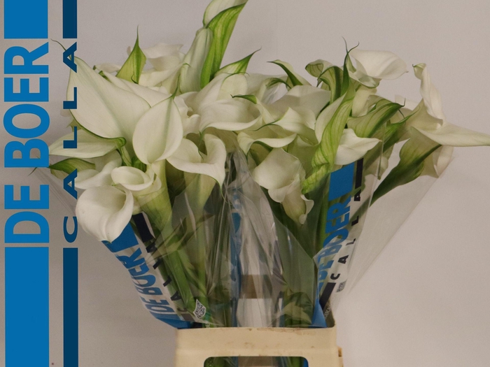 <h4>Calla Pure Art | Dubbelbloemig</h4>