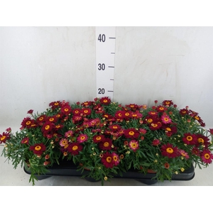 Argyranthemum  'Percussion Red'