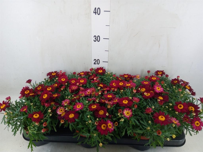 <h4>Argyranthemum  'Percussion Red'</h4>