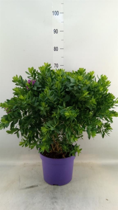<h4>Polygala myrtifolia</h4>