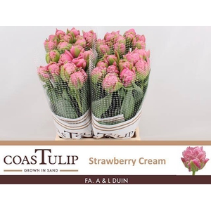 Tulipa do strawberry cream