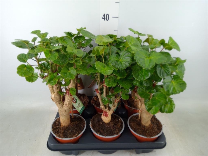 <h4>Polyscias   ...</h4>