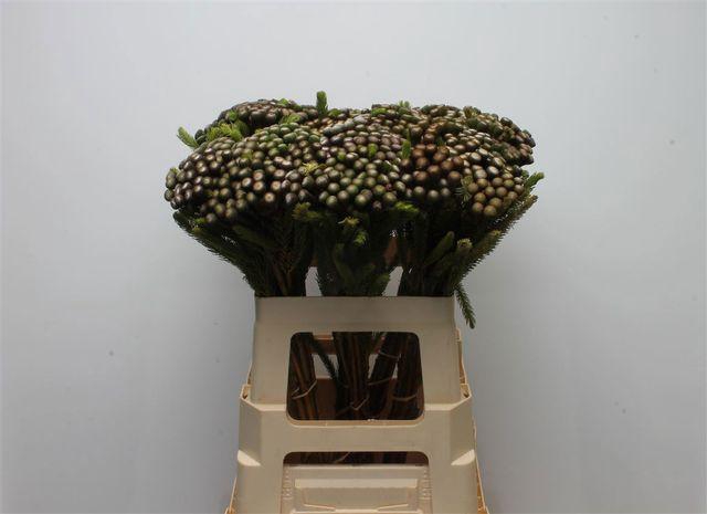 <h4>BRUN ALBIFLORA</h4>