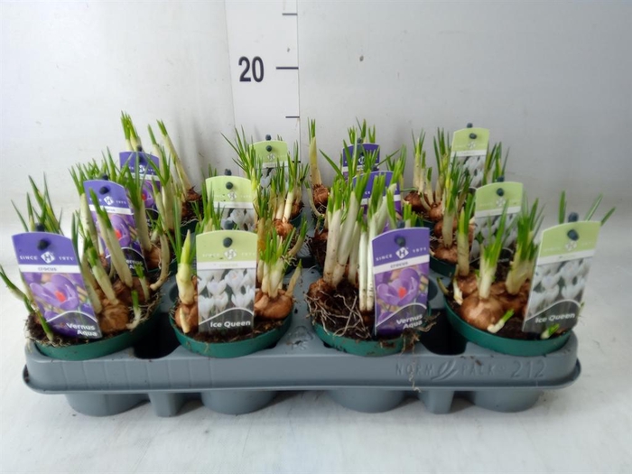 <h4>Crocus   ...mix</h4>