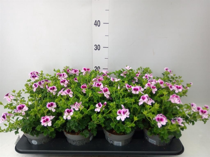 <h4>Pelargonium gran.   ..</h4>