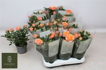 <h4>Ro Aloha Kordana</h4>