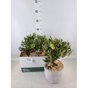 Arr.   Tuinplanten H%