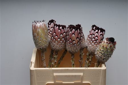 <h4>Protea Didi No Leaves</h4>