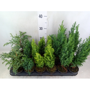 Conifers   ...mix