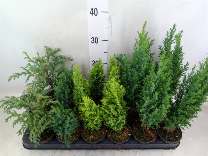 <h4>Conifers   ...mix</h4>