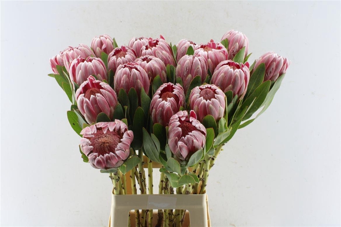 <h4>Protea Carnival</h4>