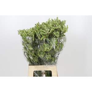 Anigozanthos Green