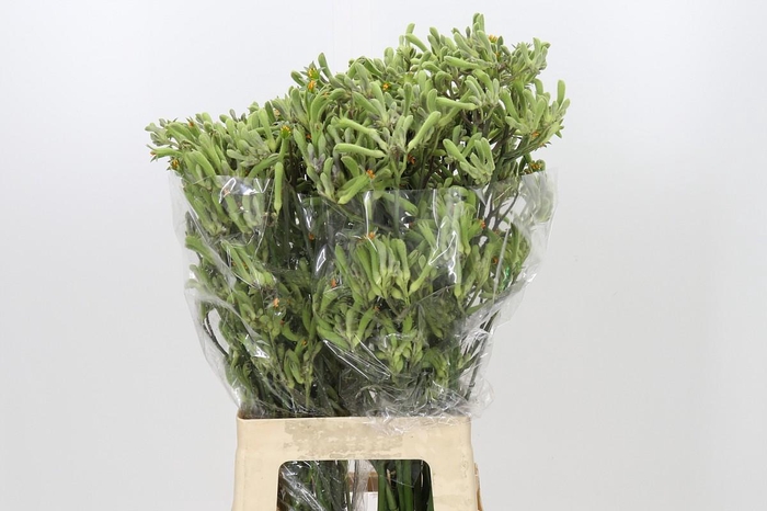 <h4>Anigozanthos Green</h4>
