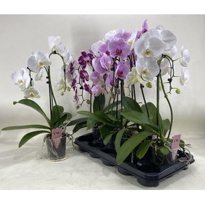 PHAL GEM