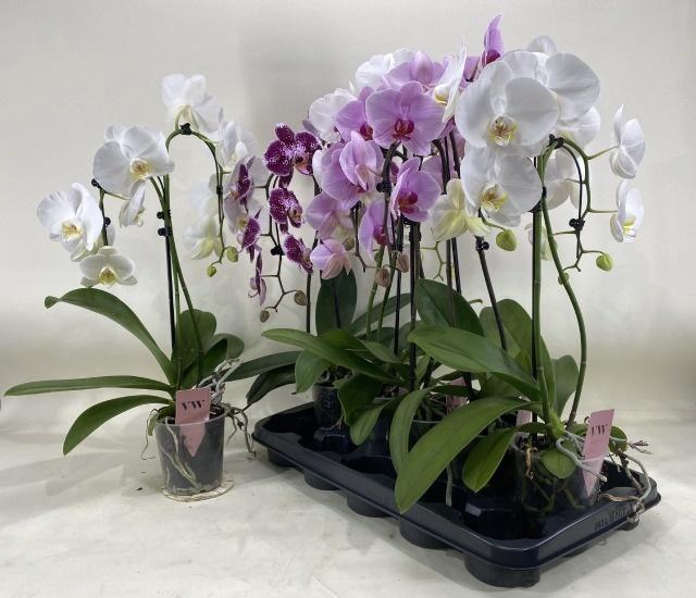 <h4>PHAL GEM</h4>