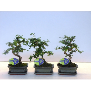 Carmona macrophylla, 15cm., shape, with drip tray