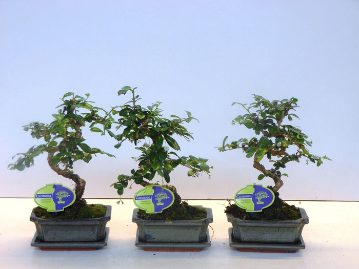 <h4>Carmona macrophylla, 15cm., shape, with drip tray</h4>