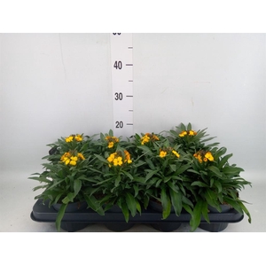 Erysimum  'Constant Cheer'