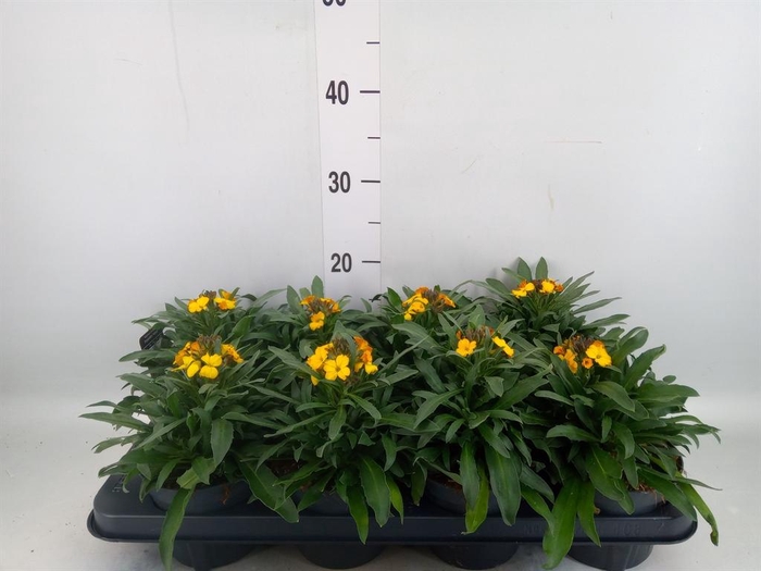 <h4>Erysimum  'Constant Cheer'</h4>