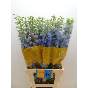 DELPH DU MAG FSKB WB