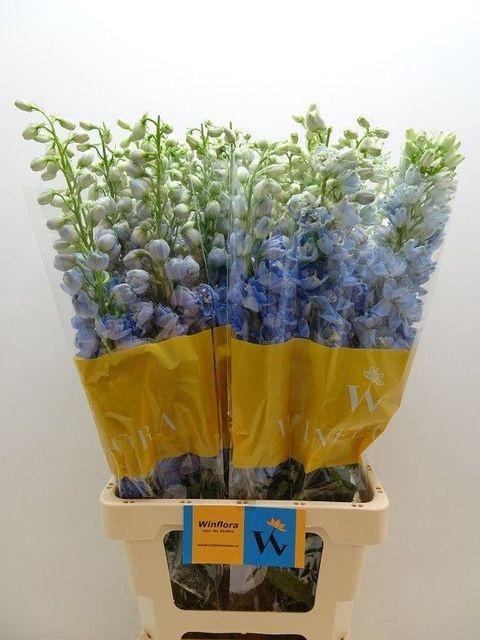 <h4>DELPH DU MAG FSKB WB</h4>