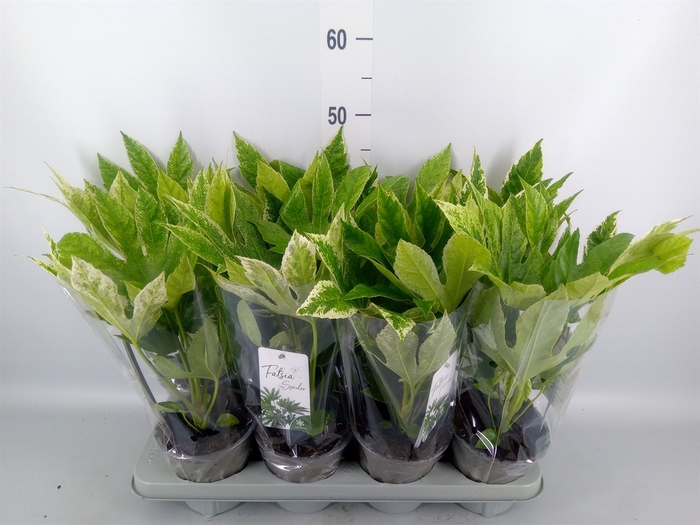 <h4>Fatsia japonica 'Variegata'</h4>