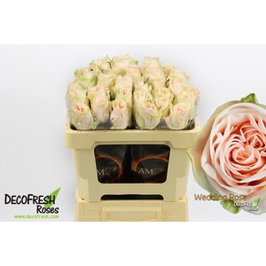 R Gr Wedding Rose