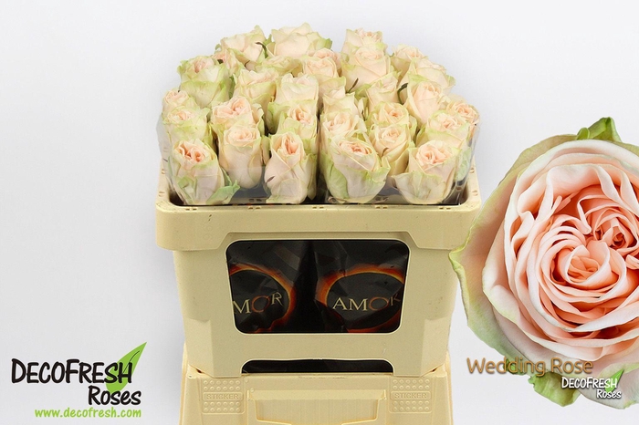 <h4>R Gr Wedding Rose</h4>
