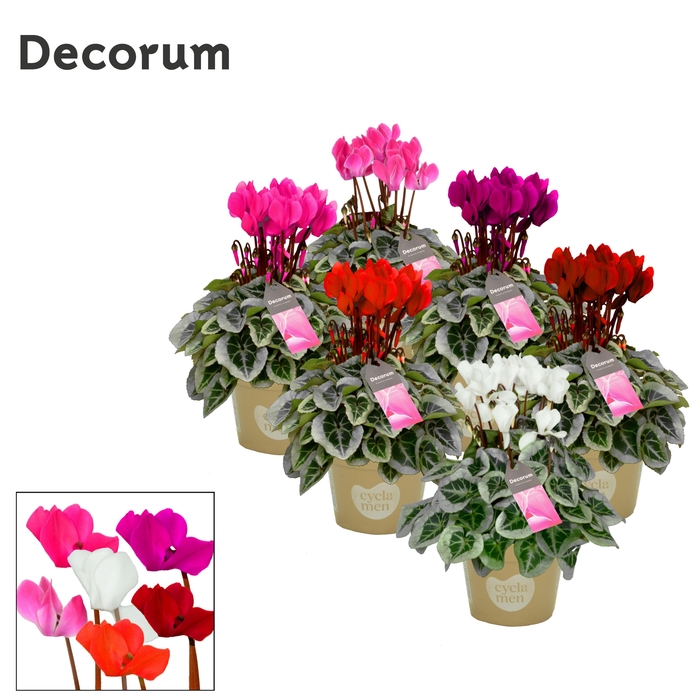 <h4>Cyclamen SS Picasso Selections Decorum</h4>