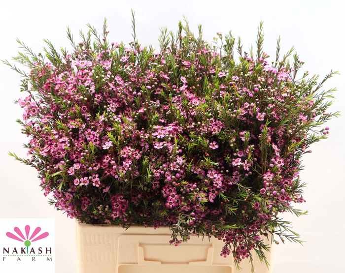 <h4>Cham Un Purple Prid</h4>