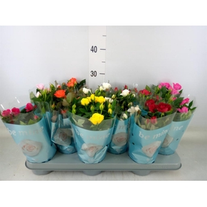 Rosa  'Beau Monde'   ...mix 7