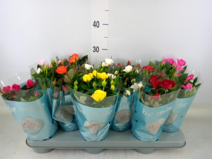 <h4>Rosa 'Beau Monde' ...mix 7</h4>